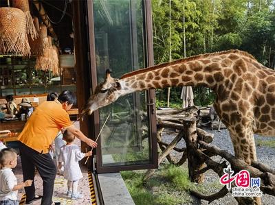 高舜禮 農(nóng)文旅商融合能否“擰成一股繩”？中西餐飲融合的啟示